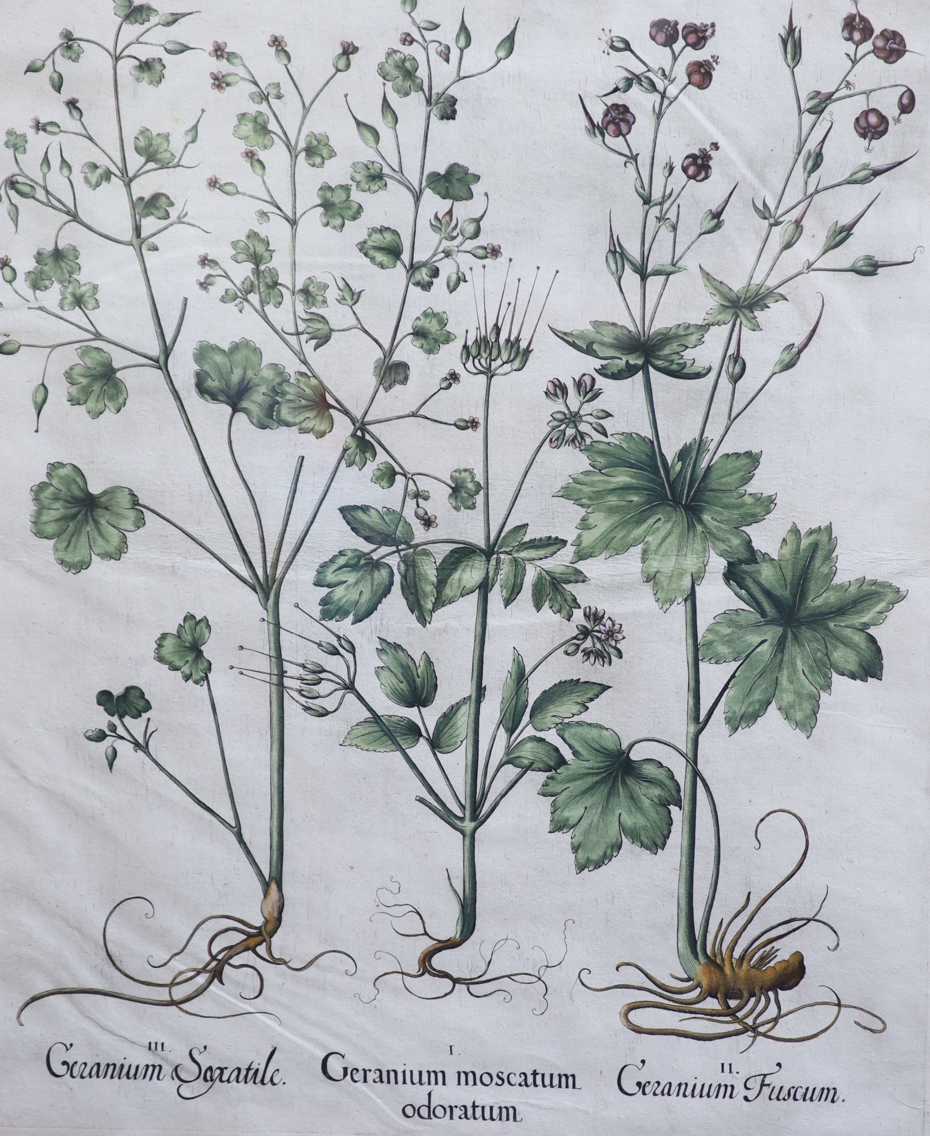 Basilius Baseler (1561-1629), Geranium Sangui narium, Geranium Muscatum in odorum, Geranium Sanguinarium maius and Geranium Muscatum odoratum from Hortus Eysettensis, four coloured engravings laid on paper, 49 x 41cm.